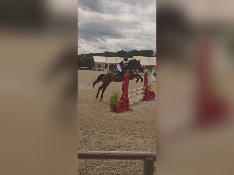 Sella Italiano Caballo castrado 7 años  in Montevarchi