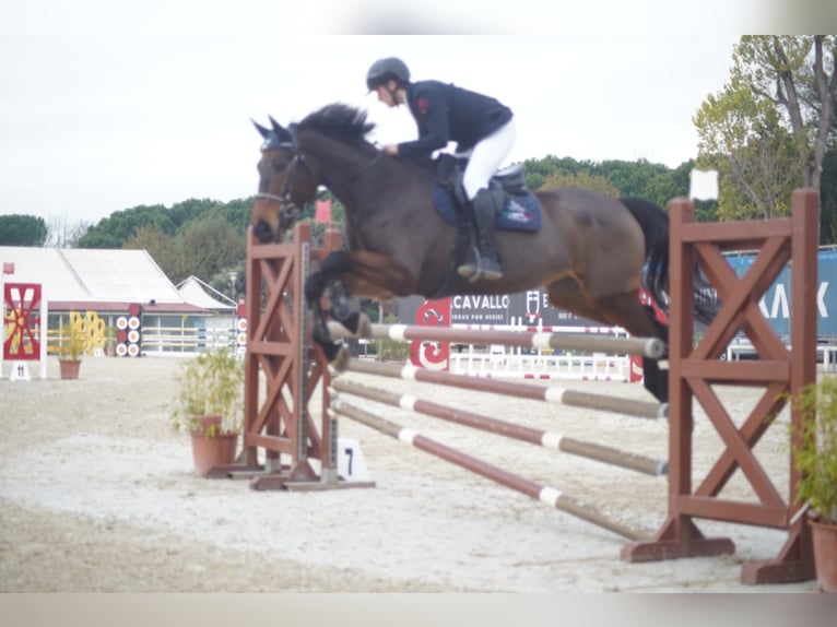 Sella Italiano Caballo castrado 7 años  in Montevarchi