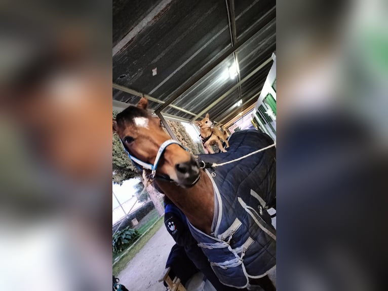 Sella Italiano Caballo castrado 8 años 165 cm Castaño claro in Bisceglie