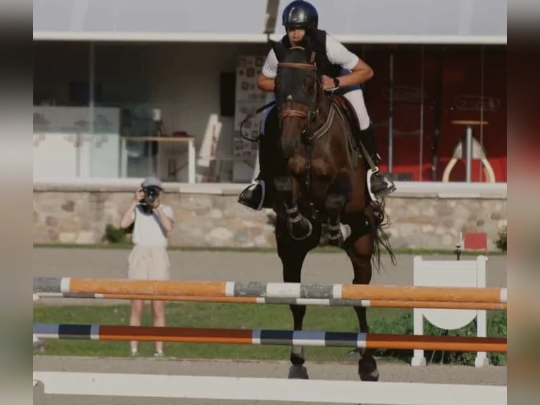 Sella Italiano Caballo castrado 9 años Castaño oscuro in brescia