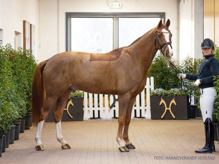 Sella Italiano Castrone 10 Anni 166 cm Sauro in Verden