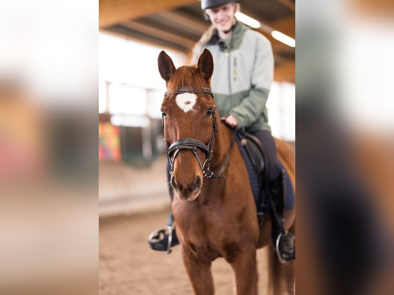 Sella Italiano Mix Castrone 11 Anni 160 cm Sauro in Zwingenberg
