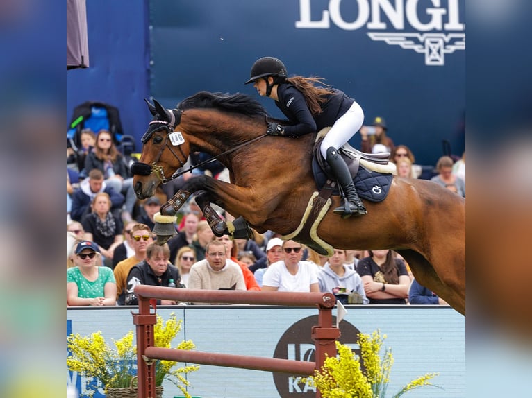 Sella Italiano Castrone 11 Anni 174 cm Baio in NettetaL