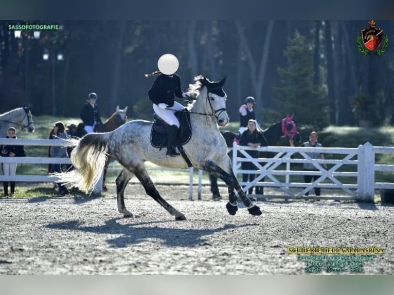 Sella Italiano Castrone 11 Anni 178 cm Grigio in Calò