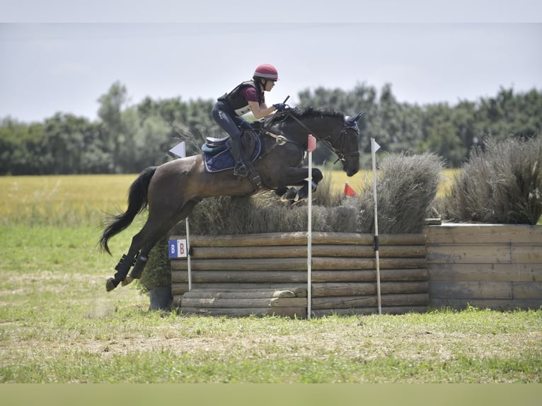 Sella Italiano Castrone 12 Anni 163 cm Baio scuro in Roma