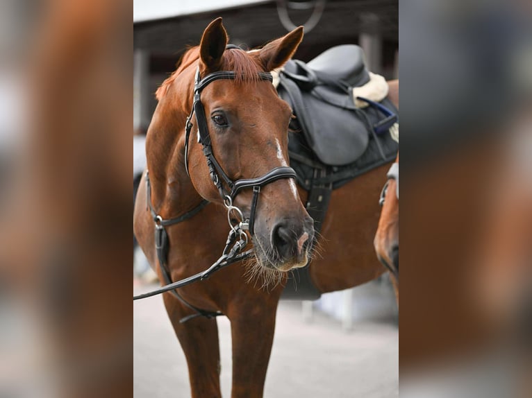 Sella Italiano Castrone 12 Anni 170 cm Sauro scuro in Gy&#x151;r-Moson-Sopron