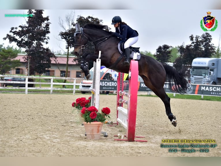 Sella Italiano Castrone 12 Anni 177 cm Baio scuro in Buccinasco
