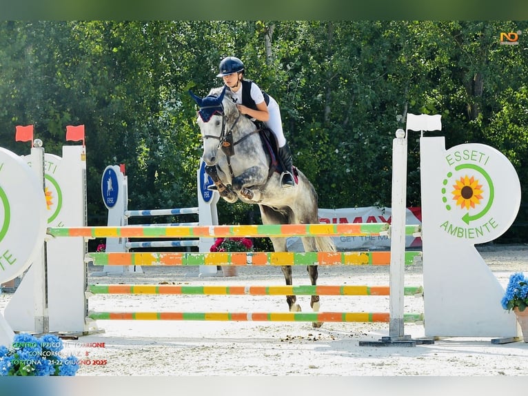 Sella Italiano Castrone 14 Anni 150 cm Grigio in Carbonara Scrivia
