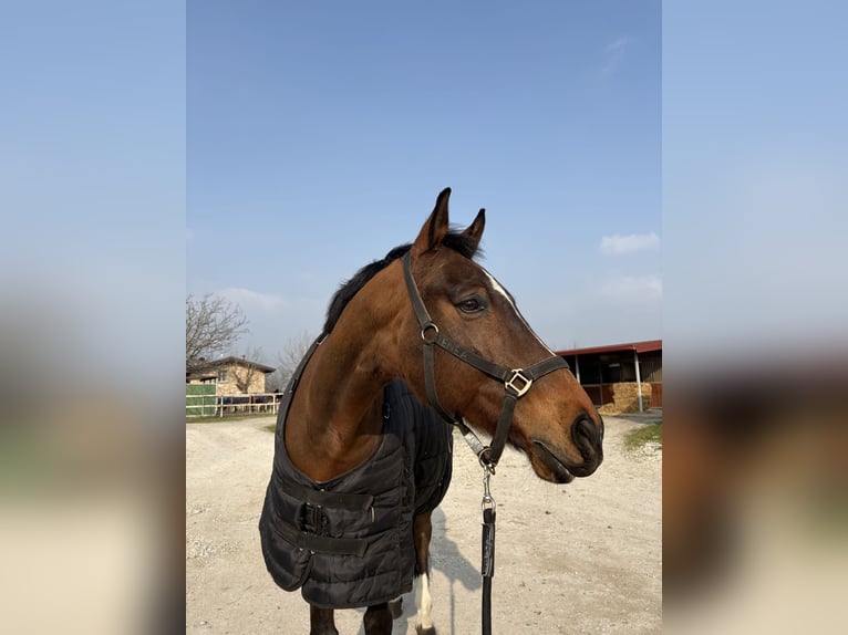 Sella Italiano Castrone 15 Anni  in brescia