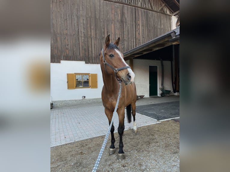 Sella Italiano Castrone 16 Anni 175 cm Baio in Thumburg