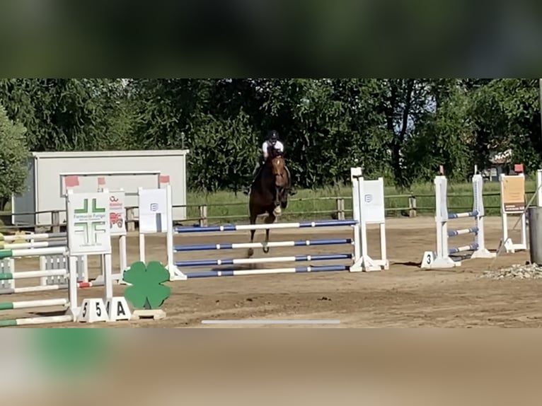 Sella Italiano Castrone 16 Anni 175 cm Baio in Trieste