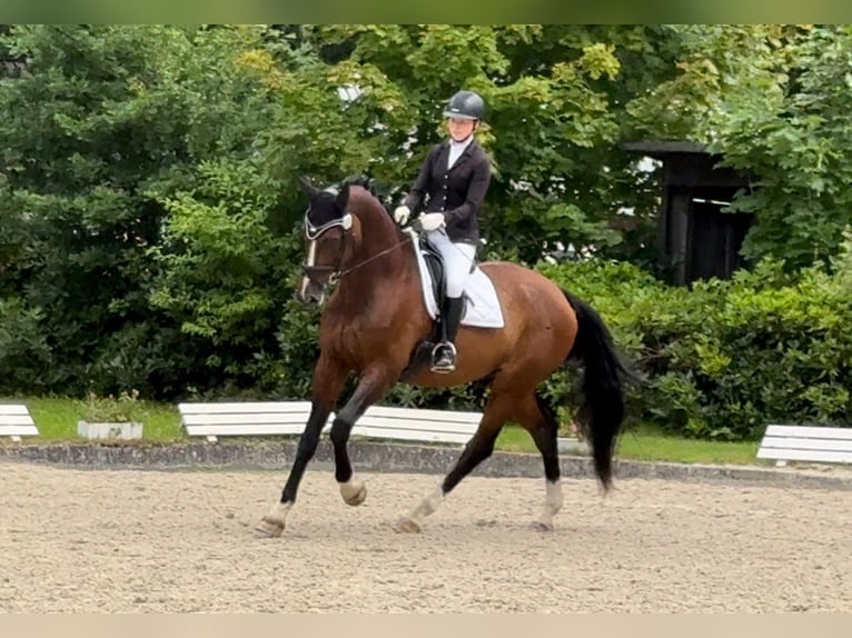 Sella Italiano Castrone 18 Anni 180 cm Baio in Burgwedel