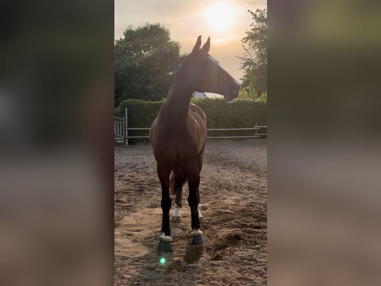 Sella Italiano Castrone 18 Anni 180 cm Baio in Burgwedel