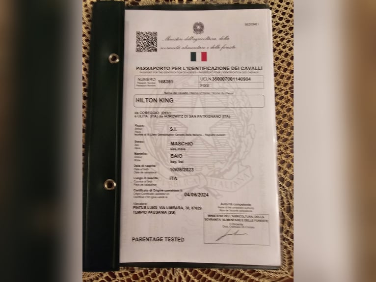 Sella Italiano Castrone 2 Anni 169 cm Baio scuro in Tempio Pausania