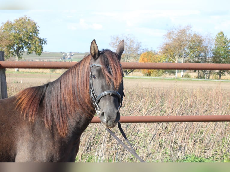 Sella Italiano Mix Castrone 3 Anni 140 cm Baio scuro in Hohenruppersdorf