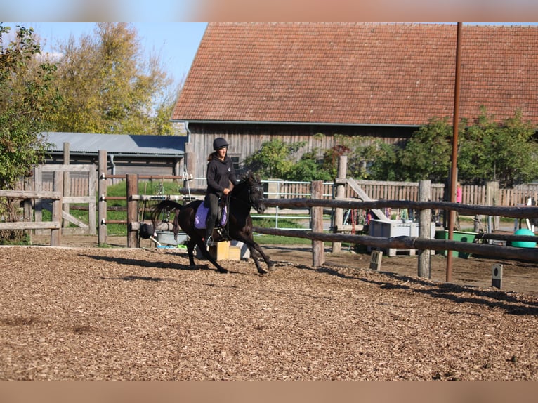 Sella Italiano Mix Castrone 4 Anni 140 cm Baio scuro in Hohenruppersdorf