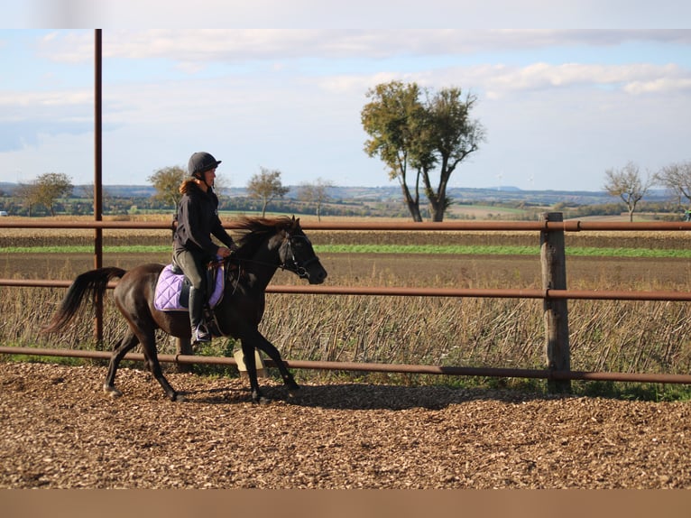 Sella Italiano Mix Castrone 4 Anni 140 cm Baio scuro in Hohenruppersdorf