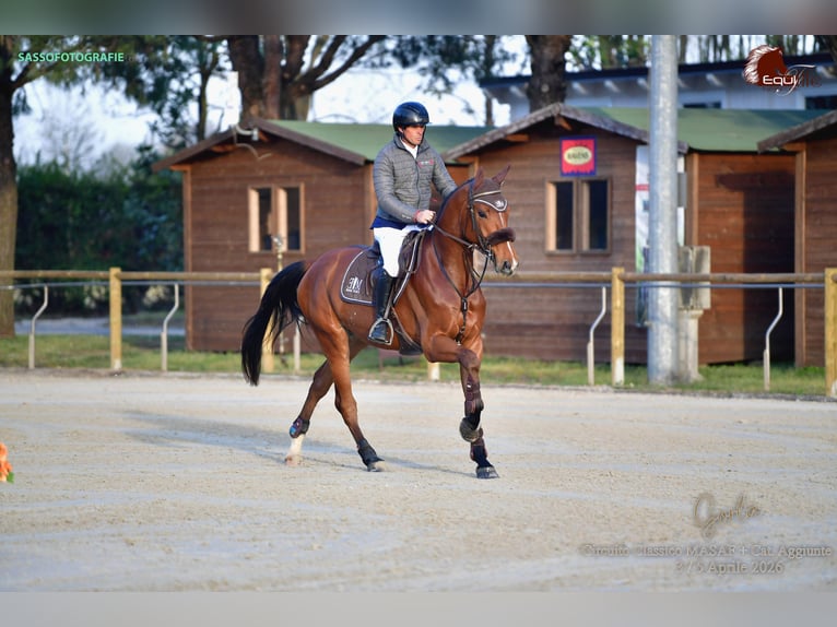 Sella Italiano Castrone 4 Anni 168 cm Baio in Mestre