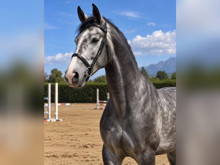 Sella Italiano Castrone 4 Anni 168 cm Grigio in Altavilla Silentina