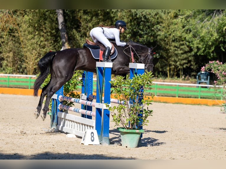 Sella Italiano Castrone 4 Anni Baio scuro in cervia