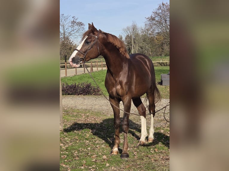 Sella Italiano Castrone 4 Anni Sauro in Udine