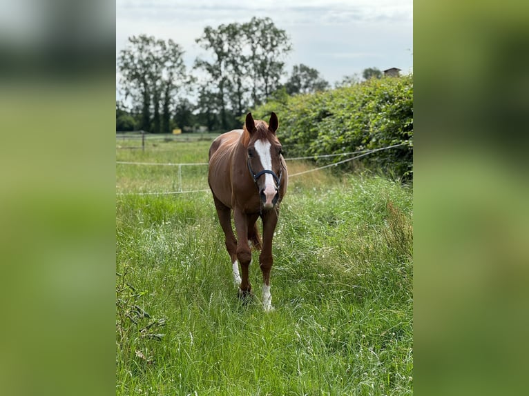 Sella Italiano Castrone 5 Anni 173 cm Sauro in Dilsen stokkem