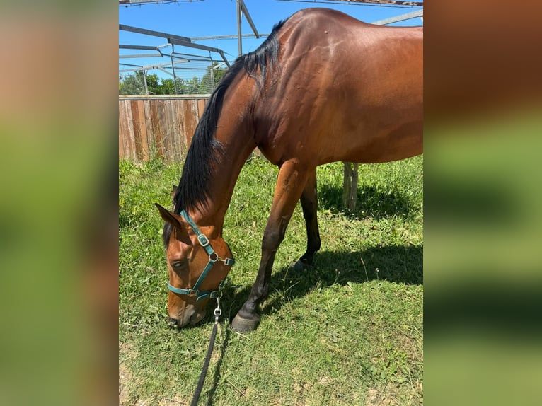 Sella Italiano Castrone 5 Anni 175 cm Baio in Cerveteri