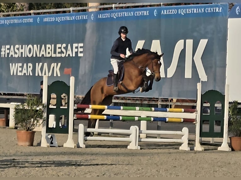 Sella Italiano Castrone 6 Anni Baio in Siena