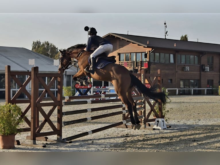 Sella Italiano Castrone 6 Anni Baio in Siena