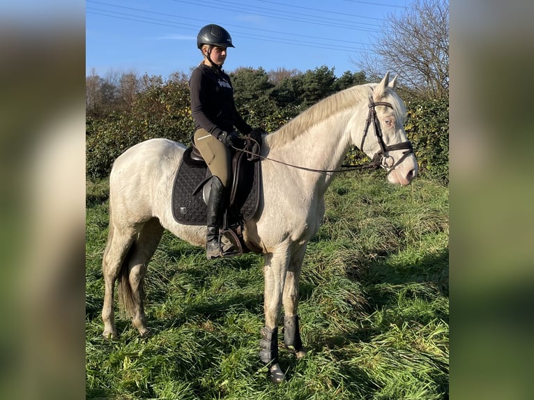 Sella Italiano Castrone 7 Anni 157 cm Cremello in Oberhausen