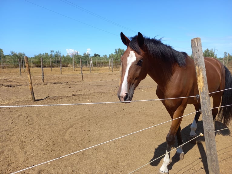 Sella Italiano Castrone 7 Anni 170 cm Baio ciliegia in Cecina Marina