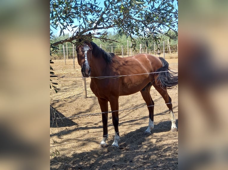 Sella Italiano Castrone 7 Anni 170 cm Baio ciliegia in Cecina Marina