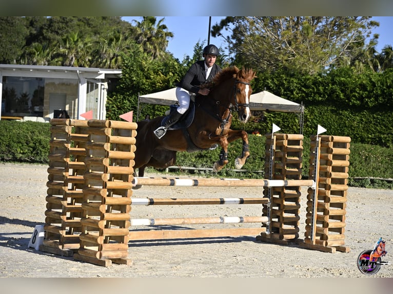 Sella Italiano Castrone 7 Anni 170 cm Sauro in Alessano