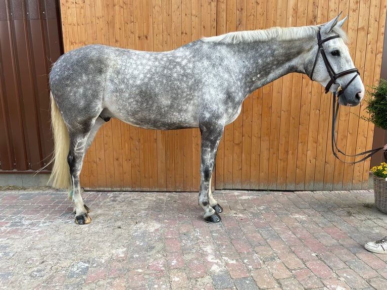 Sella Italiano Castrone 7 Anni 174 cm Grigio in Ganderkesee