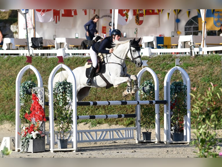 Sella Italiano Castrone 7 Anni 175 cm Grigio in Schlind