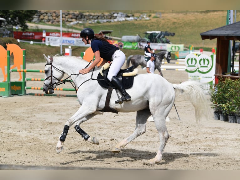 Sella Italiano Castrone 7 Anni 175 cm Grigio in Schlind