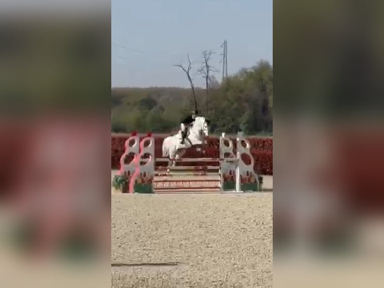 Sella Italiano Castrone 7 Anni 175 cm Grigio in mesero