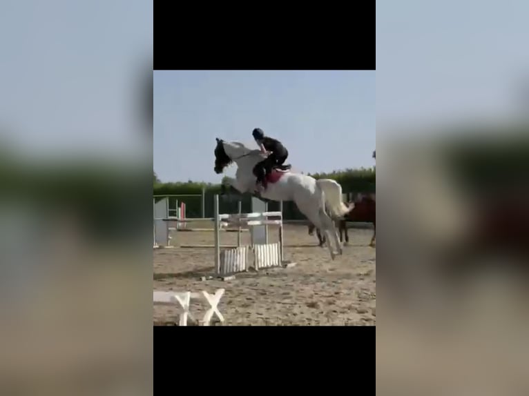 Sella Italiano Castrone 7 Anni 175 cm Grigio in mesero