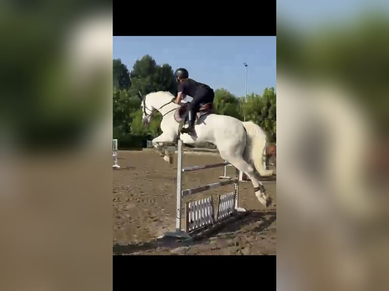 Sella Italiano Castrone 7 Anni 175 cm Grigio in mesero