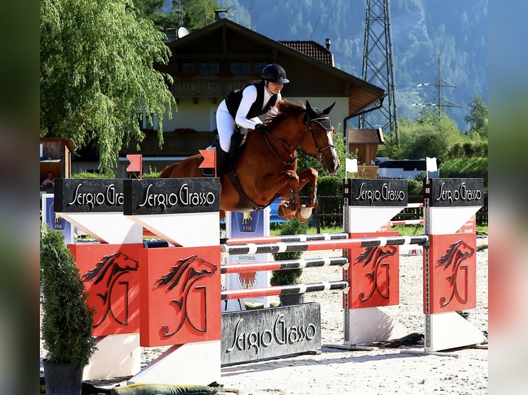 Sella Italiano Castrone 7 Anni Sauro in Bressanone