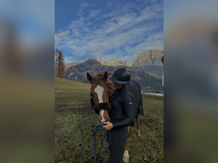Sella Italiano Castrone 7 Anni Sauro in Bressanone