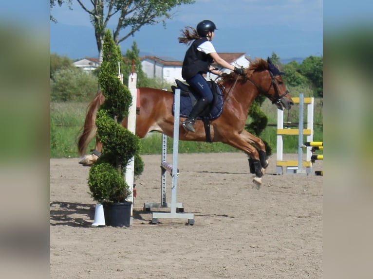 Sella Italiano Mix Gelding 10 years 14,1 hh Chestnut-Red in MONTEMURLO