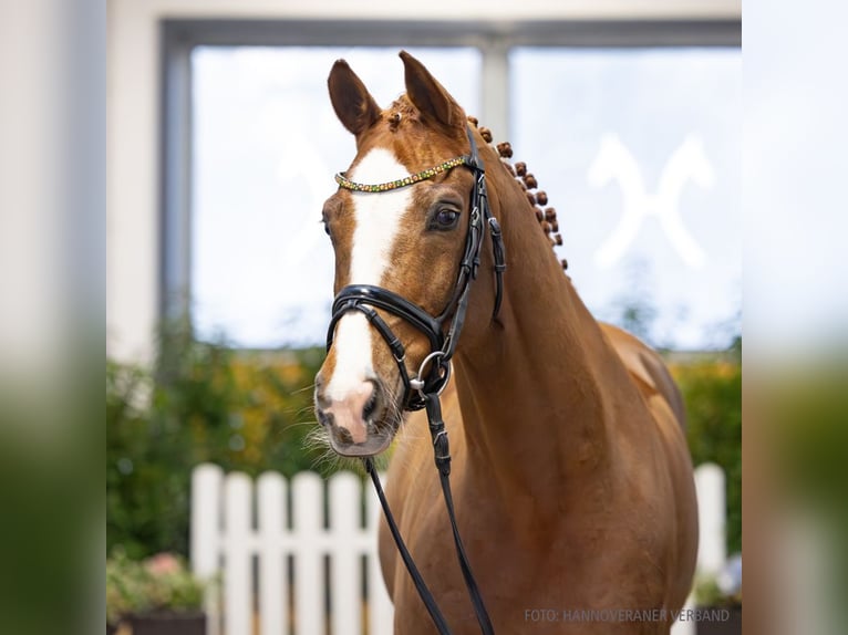 Sella Italiano Gelding 10 years 16,1 hh Chestnut-Red in Verden
