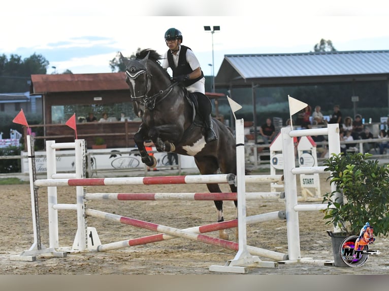 Sella Italiano Gelding 10 years Bay-Dark in Sammichele Di Bari