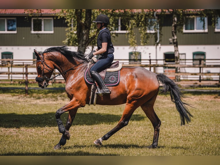 Sella Italiano Gelding 11 years 17 hh Brown in NettetaL