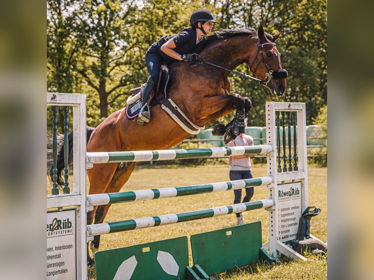 Sella Italiano Gelding 11 years 17 hh Brown in NettetaL