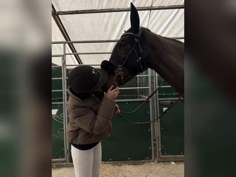 Sella Italiano Gelding 11 years 17 hh Brown in NettetaL