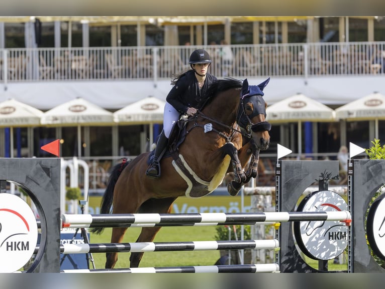 Sella Italiano Gelding 11 years 17 hh Brown in NettetaL