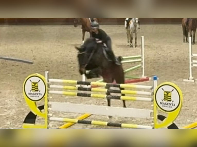 Sella Italiano Gelding 13 years 16.1 hh Smoky-Black in Magenta