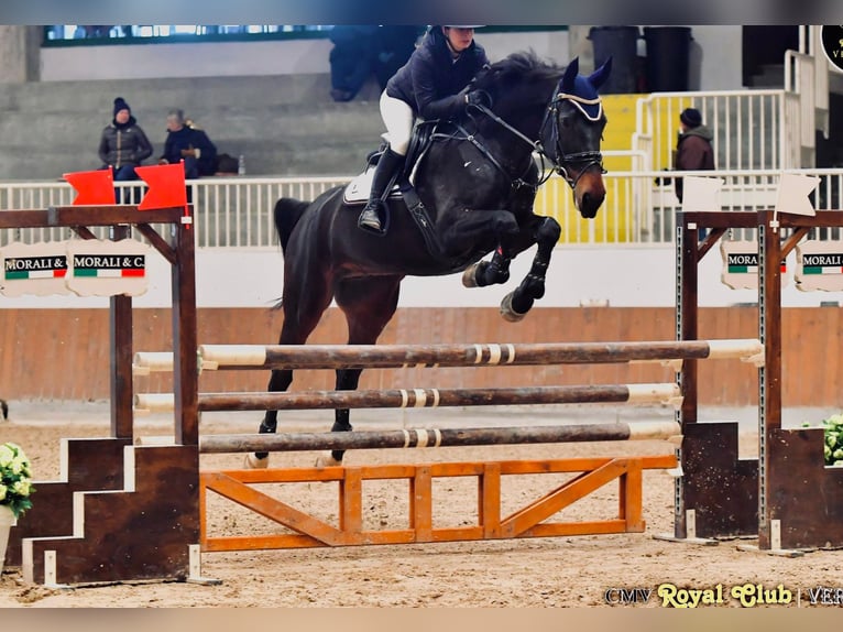 Sella Italiano Gelding 13 years 16.1 hh Smoky-Black in Magenta